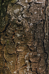 Old tree bark with moss and a knot