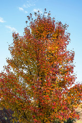 Changing leaf colors of this tree during the peak of fall foliage.
