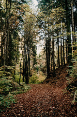 Fototapeta premium Wälder