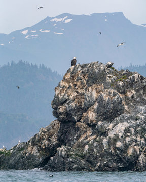 Bald Eagle in Alaska