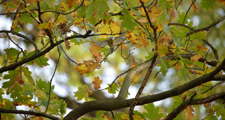 Blue Tit (Parus caeruleus) in flight somewhere in Poland during beautiful autumn.