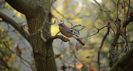 Eurasian Jay (Garrulus Glandarius) somewhere in Poland.