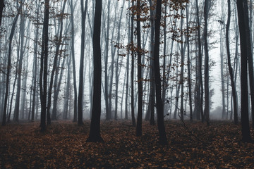 tall trees in fog in forest