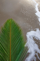 spa background coconut leaves on beach
