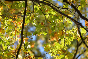 Sunny Day During Autumn. Big Oak Tree Branches Somewhere In Poland.