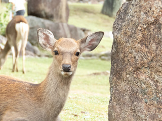 奈良公園のシカ