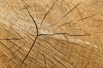 A slice of a tree, the age of the ring. Wood texture pattern background for design.