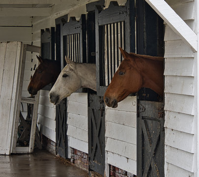 2018-12-14 THREE HORSES IN A BARN IN SOUTH CAROLINA