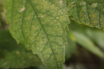 Macro Leaf