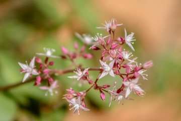 pink flowers in the garden