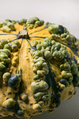 pumpkin texture material with white background