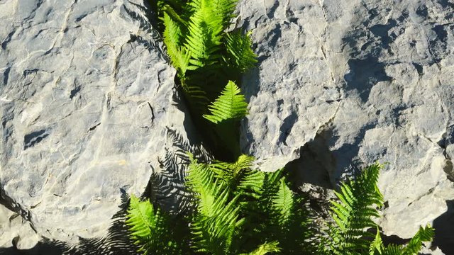 Ordesa y Monte Perdido National Park, Sobrarbe, Huesca Province, Aragon, Spain, Europe