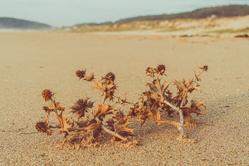 Plantas secas sobre la arena de una playa salvaje y solitaria en una tarde melancólica de otoño