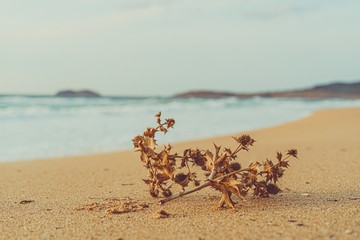 Planta seca sobre la arena de una playa solitaria y salvaje en una melancólica tarde de otoño