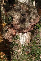 Strange shape on silver birch tree trunk (Betula Pendula), possibly fungus called Chaga, latin name Inonotus obliquus or some kind of cancer. Common Ivy climbing plant, latin name Hedera Helix visible