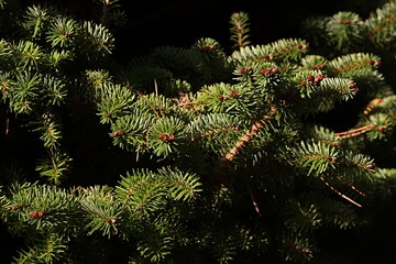 Autumn branches of coniferous Nordmann Fir tree, latin name Abies Nordmanniana, in afternoon...
