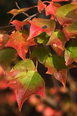 Three lobed green to red coloured autumn leaves of Trident maple tree, latin name Acer buergerianum, native to eastern China, Taiwan an Japan, sunbathing in afternoon sunshine. 