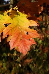 Fototapeta na wymiar Red to yellow gradual coloured leaf of Northern Red Oak tree, latin name Quercus Rubra, during early autumn season, afternoon sunshine. 
