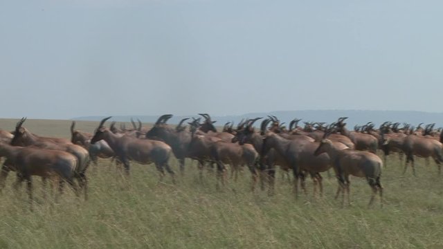 a pan of topis in a lek gathering in the plains of mara.