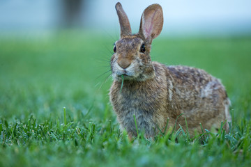 Brown Rabbit in the Grass
