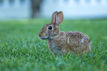 Brown Rabbit in the Grass