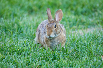 Brown Rabbit in the Grass