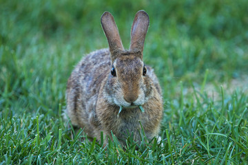 Brown Rabbit in the Grass
