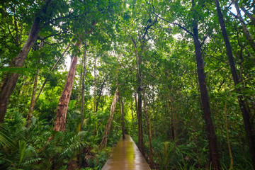 Obraz premium Wooden pathway in deep green mangrove forest