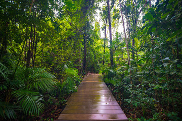 Fototapeta na wymiar Wooden pathway in deep green mangrove forest