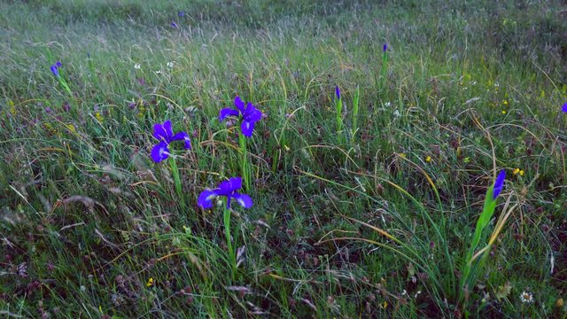 LIRIO PIRENAICO (Iris latifolia), Ordesa y Monte Perdido National Park, Sobrarbe, Huesca Province, Aragon, Spain, Europe