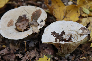 Pilz auf Waldboden. Pfeffermilchling.