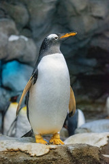 King Penguin (aptenodytes patagonicus) is the second largest species of penguin.