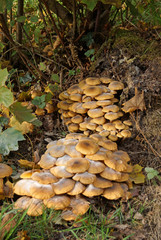 Honiggelbe Hallimasch-Pilze im Unterholz am Waldrand