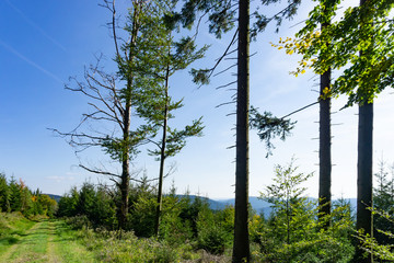Obraz premium Lonely lane in Blackforest