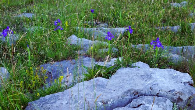 LIRIO PIRENAICO (Iris latifolia), Ordesa y Monte Perdido National Park, Sobrarbe, Huesca Province, Aragon, Spain, Europe