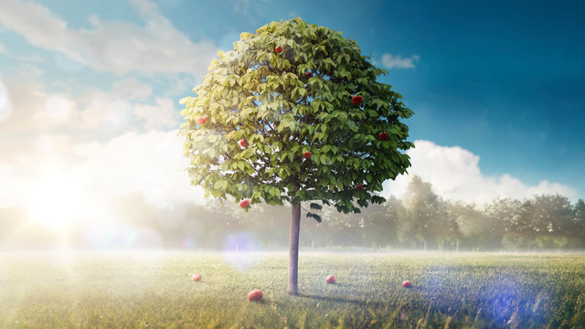 Tree. Beautiful background. Lonely apple tree in the field. A summer landscape in sunny warm weather