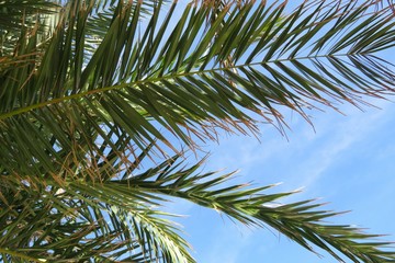 Fototapeta premium Palm tree branches on blue sky background in Florida nature, closeup