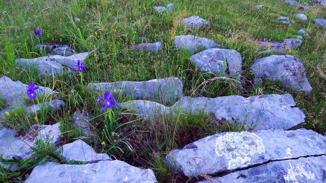 LIRIO PIRENAICO (Iris latifolia), Ordesa y Monte Perdido National Park, Sobrarbe, Huesca Province, Aragon, Spain, Europe