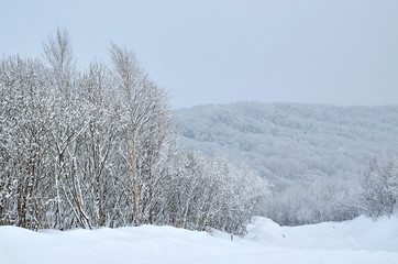 winter mountain landscape with snowy trees and snow