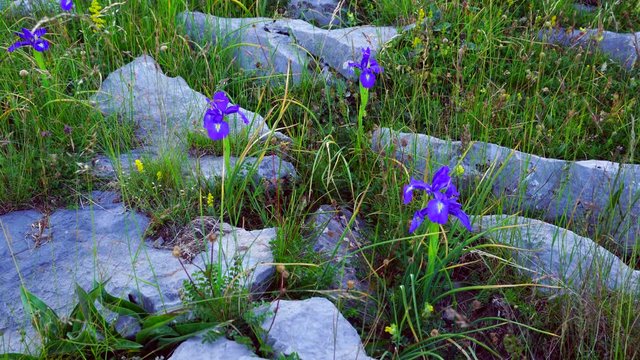 LIRIO PIRENAICO (Iris latifolia), Ordesa y Monte Perdido National Park, Sobrarbe, Huesca Province, Aragon, Spain, Europe