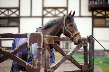 Horse on levada of equestrian club.