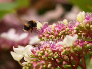 Bee Collecting Pollen