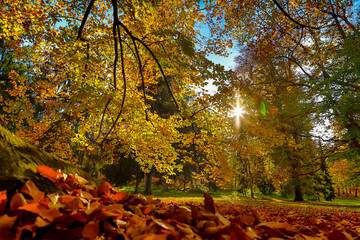 Autumn nature with sun rays