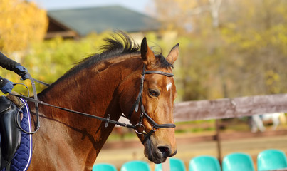 Fototapeta premium Girl rider trains in horse riding in equestrian club on autumn day.