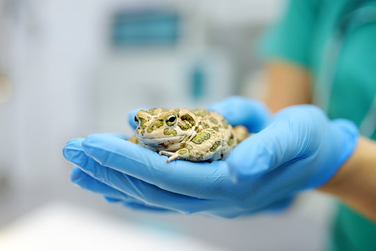 Veterinarian examines a toad in a veterinary clinic. Exotic animals.
