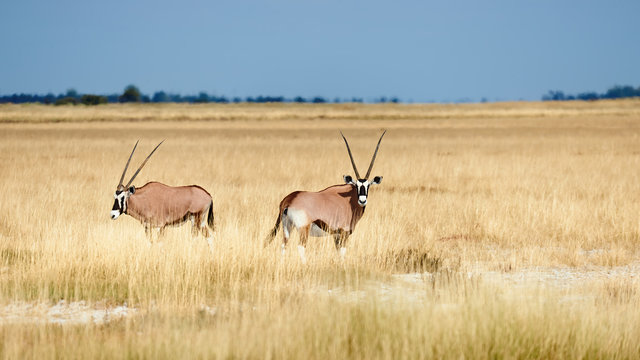 Two southern oryx (Oryx gazella) in Namibia