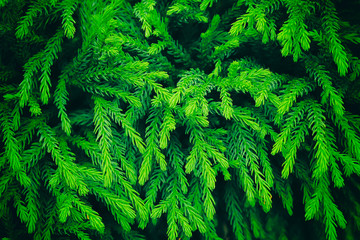 Fototapeta premium The branches of the blue spruce close-up. Rustic Christmas texture. Fir branches on the dark background. Christmas wallpaper concept. Copy space.