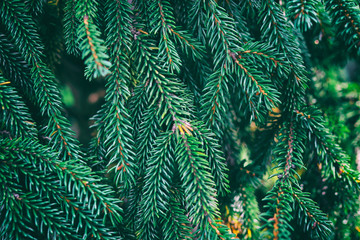 The branches of the blue spruce close-up. Rustic Christmas texture. Fir branches on the dark background. Christmas wallpaper concept. Copy space.