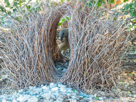 Great Bowerbird with his Bower