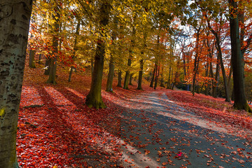 Autumn forest nature